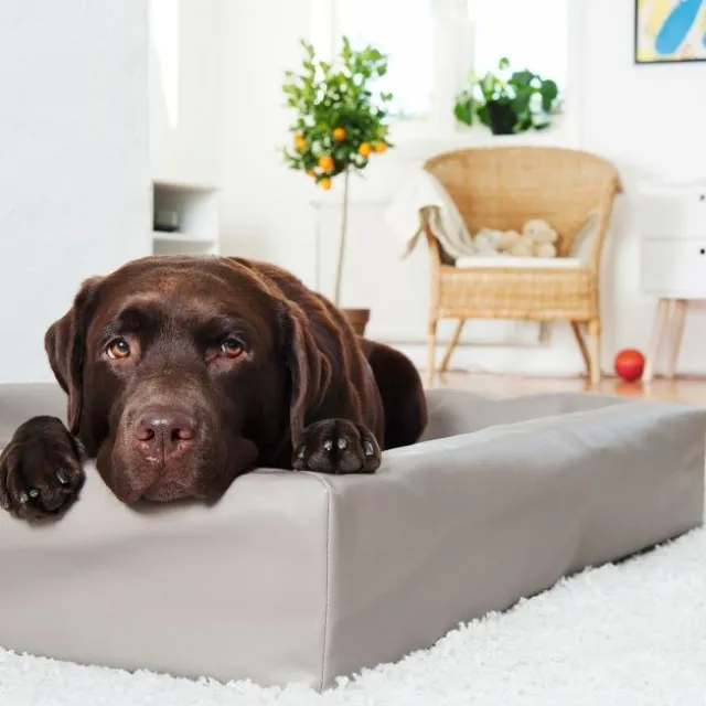 Bia Bed Original Hundeseng Beige/Grå