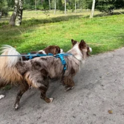 Non Stop Dogwear Line Hundesele 5.0, turkis