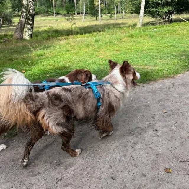 Non Stop Dogwear Line Hundesele 5.0, turkis