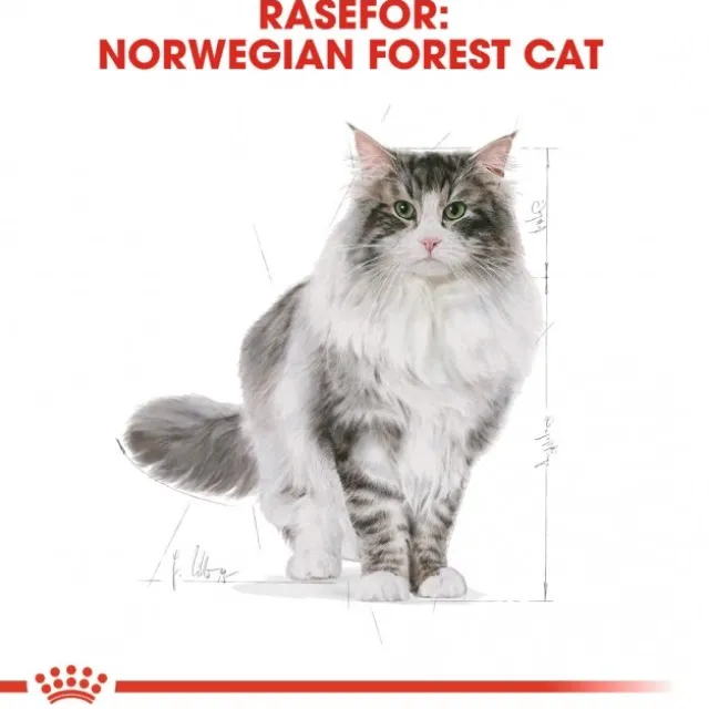 Royal Canin Cat Adult Norwegian Forest Cat