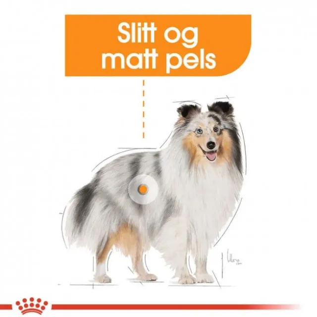 Royal Canin Coat Care Mini Adult tørrfôr til hund