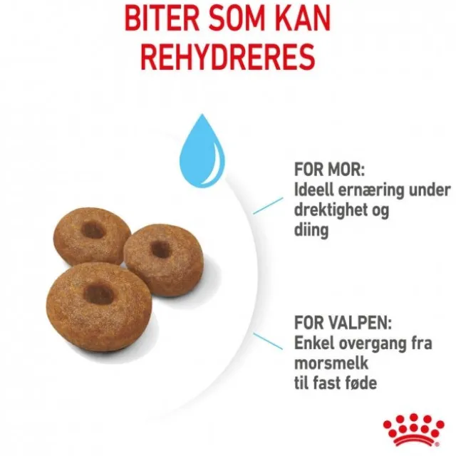 Royal Canin Maxi Starter tørrfôr til hund og valp