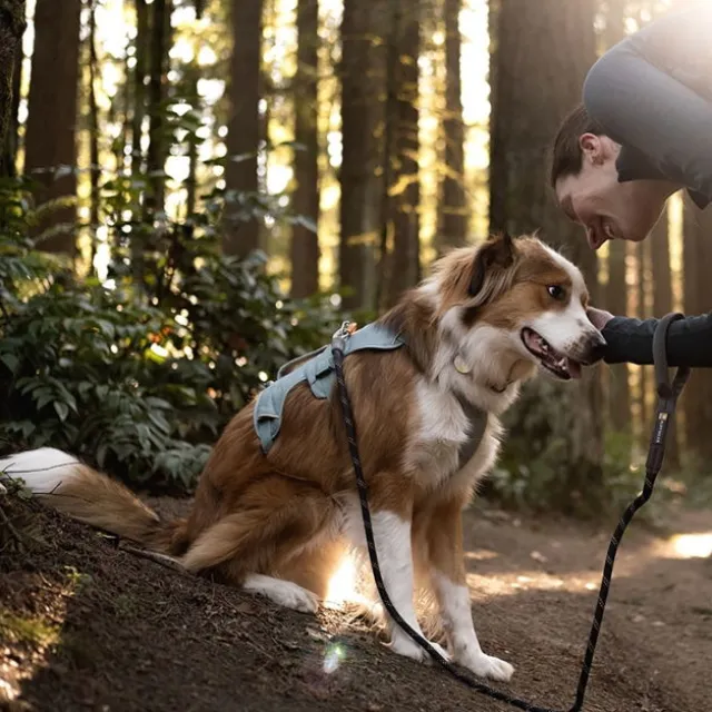 Ruffwear Web Master Hundesele Turkis